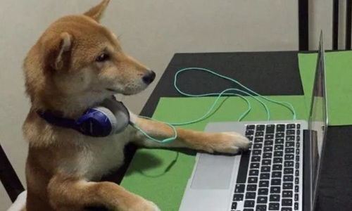 那只曾经喜欢看电视的柴犬,如今没了电视瘾,反倒成了 狗保姆